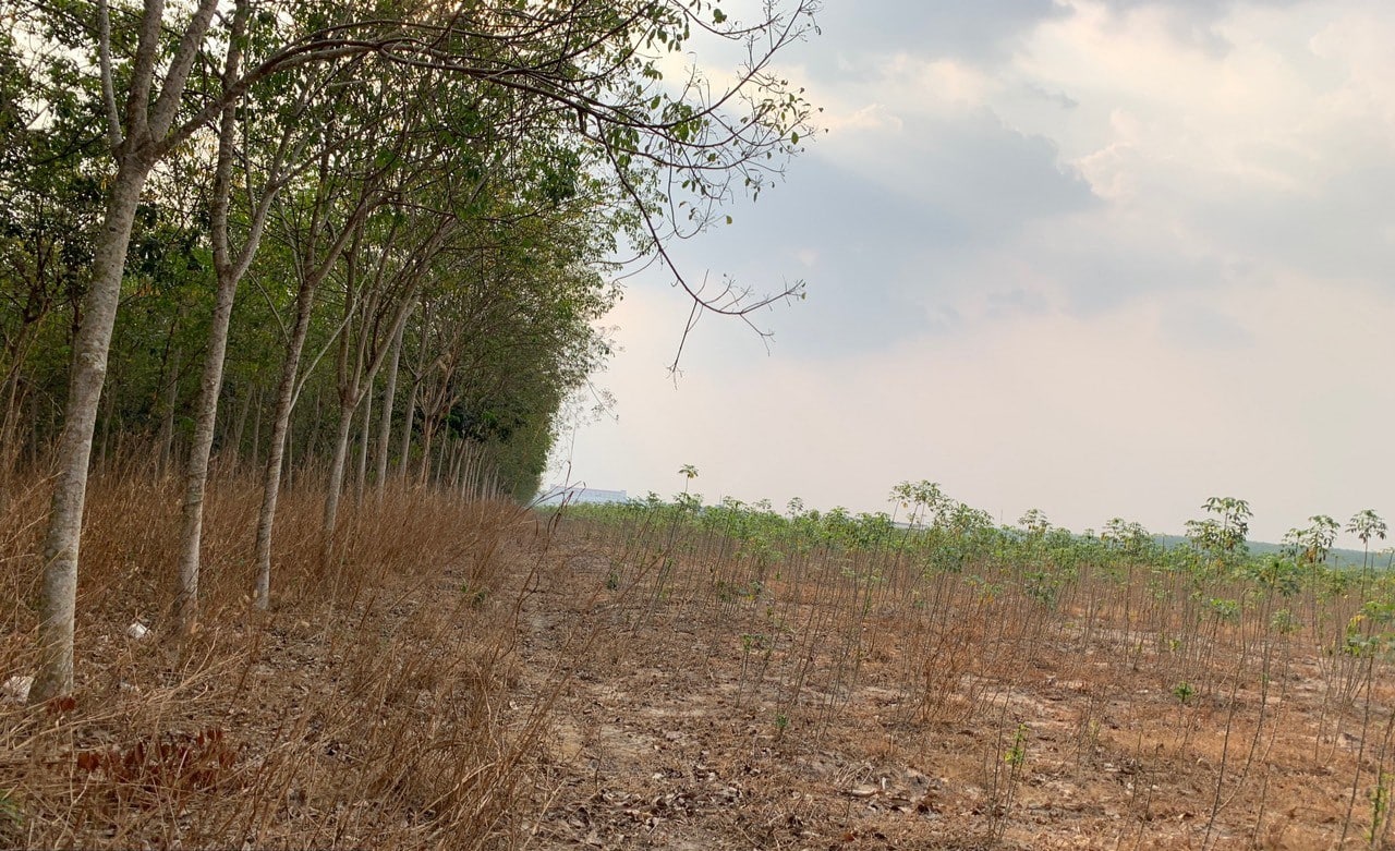Industrial land for lease in Binh Duong